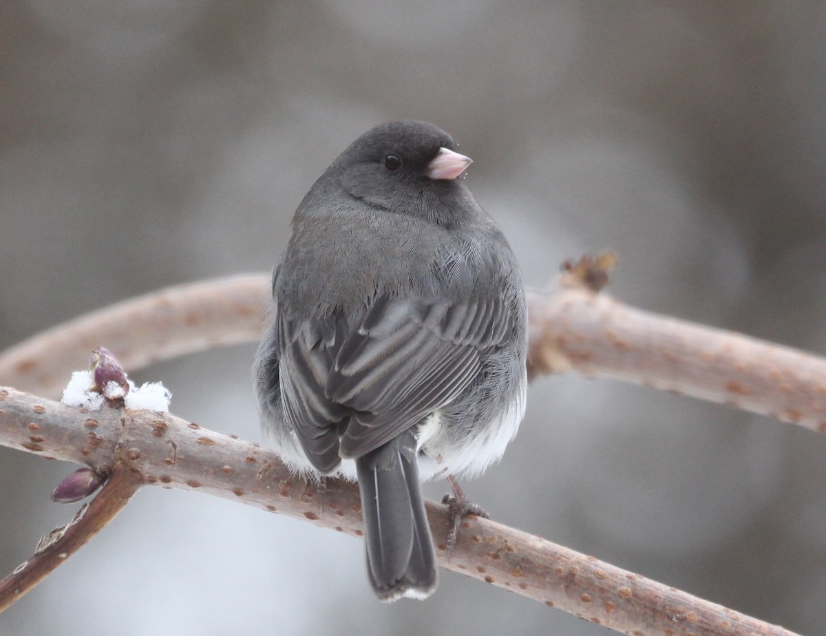 Dark-eyed Junco - ML646722392