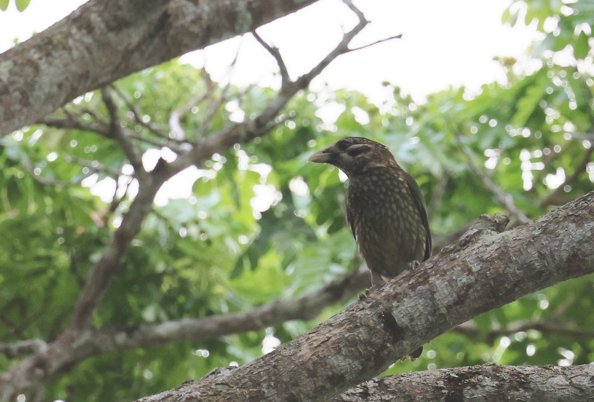 Spotted Catbird - ML646722393