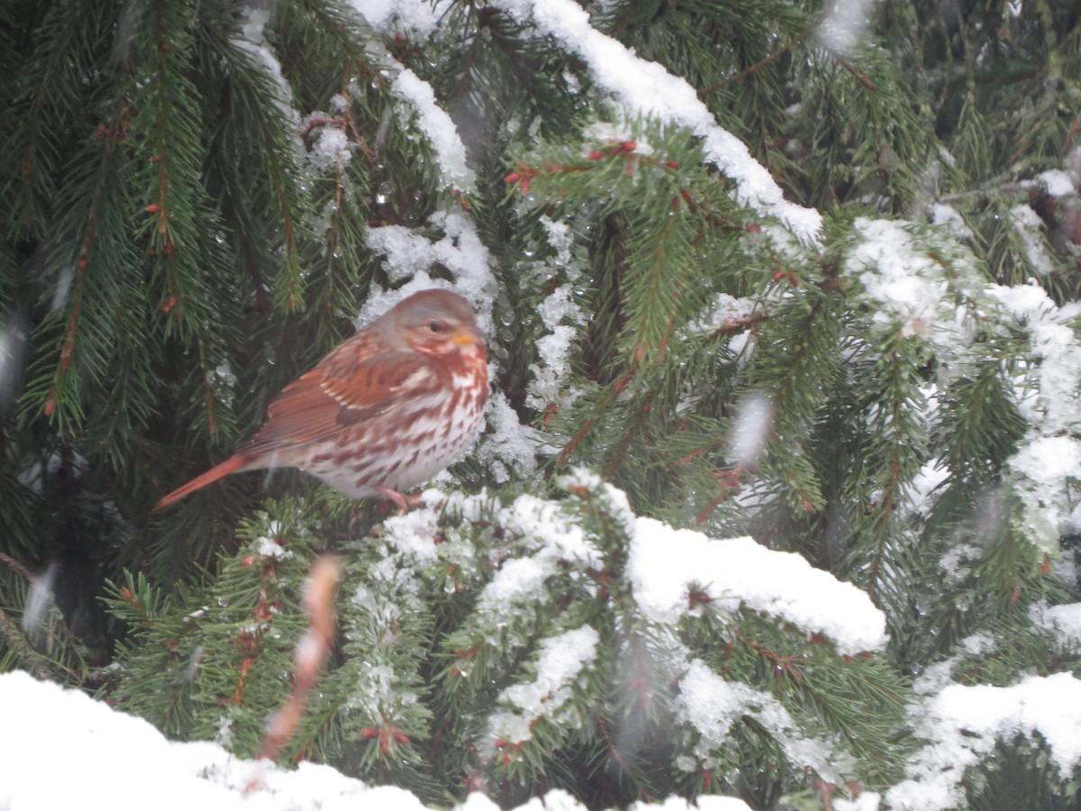 revespurv - ML646722395