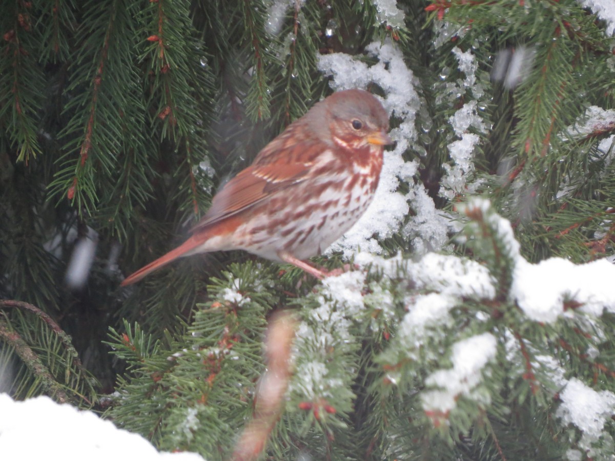 revespurv - ML646722396