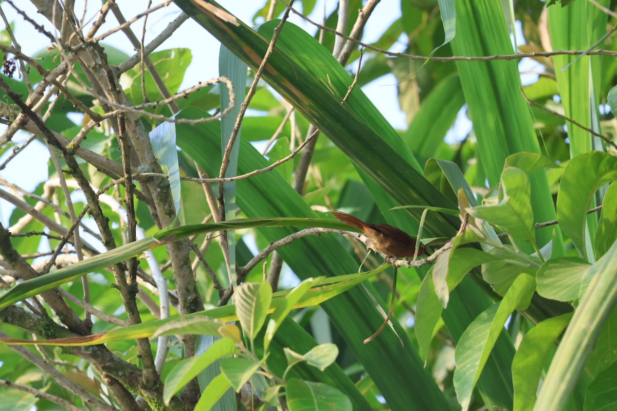 Buff-fronted Foliage-gleaner - ML646722397
