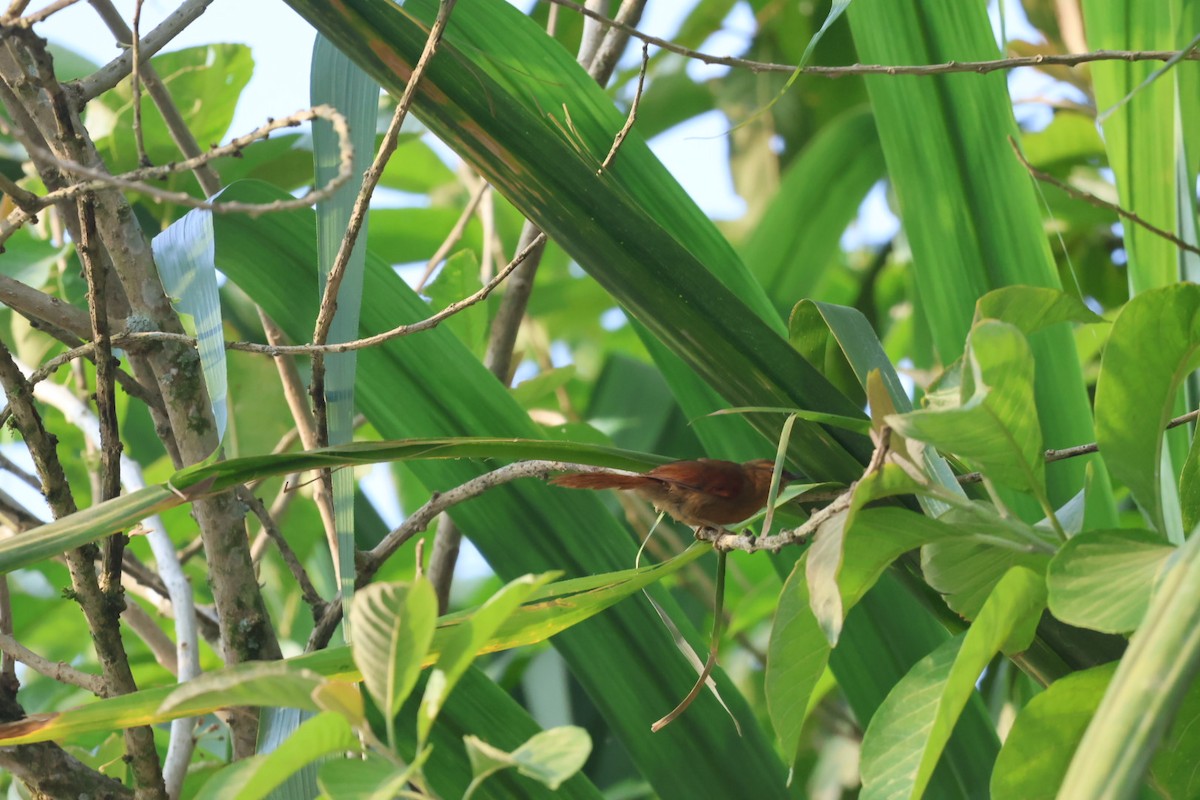 Buff-fronted Foliage-gleaner - ML646722398
