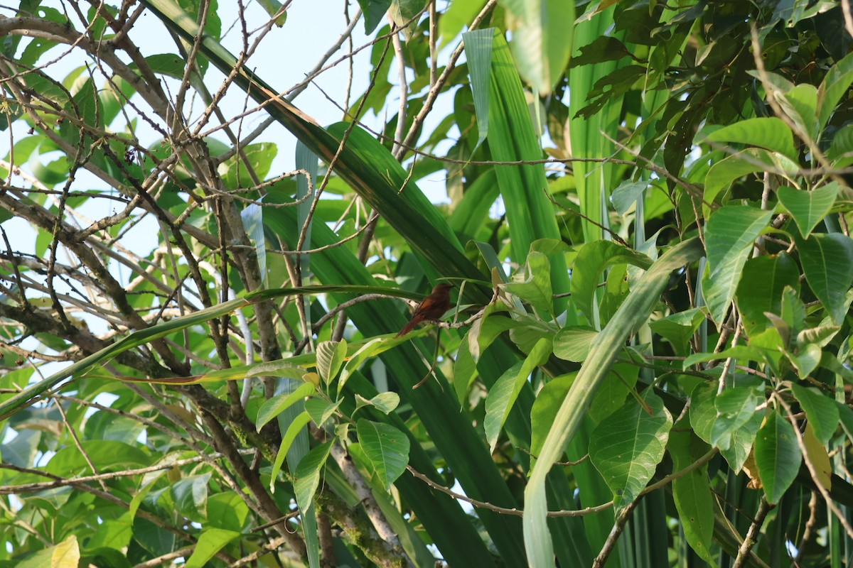 Buff-fronted Foliage-gleaner - ML646722399