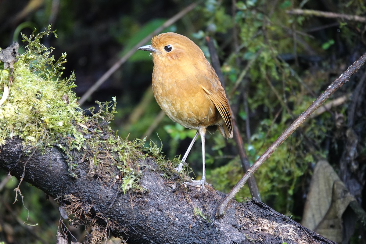 Equatorial Antpitta - ML646722400