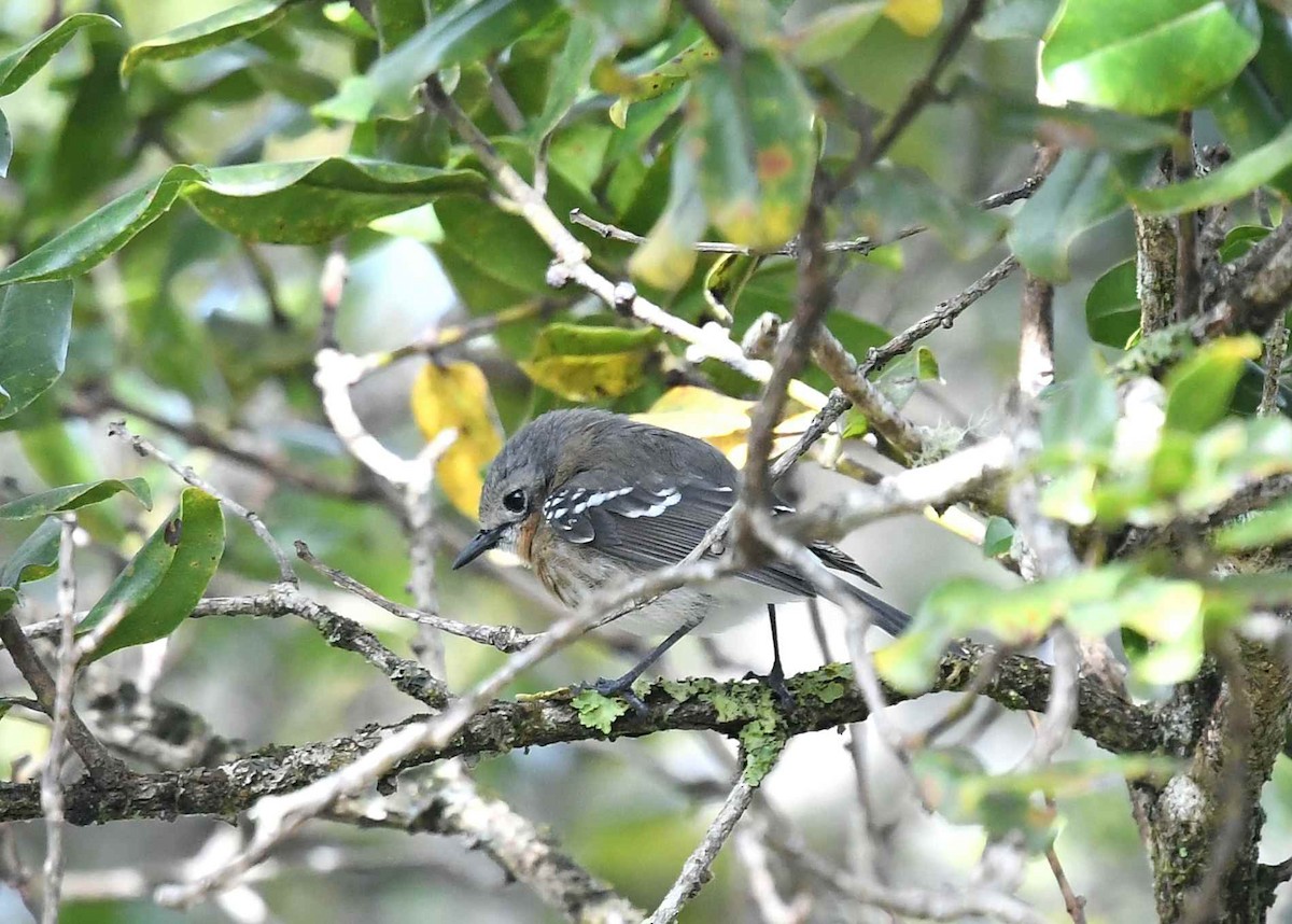 Кауайский элепайо - ML646722401