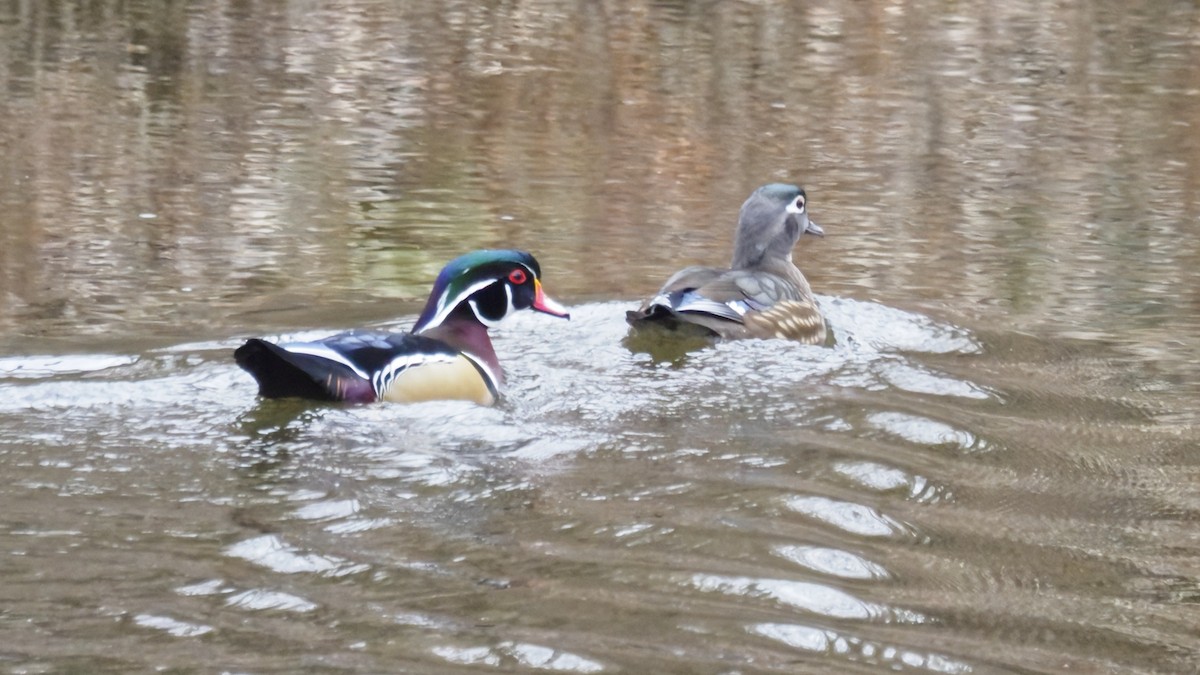 Wood Duck - ML646722402