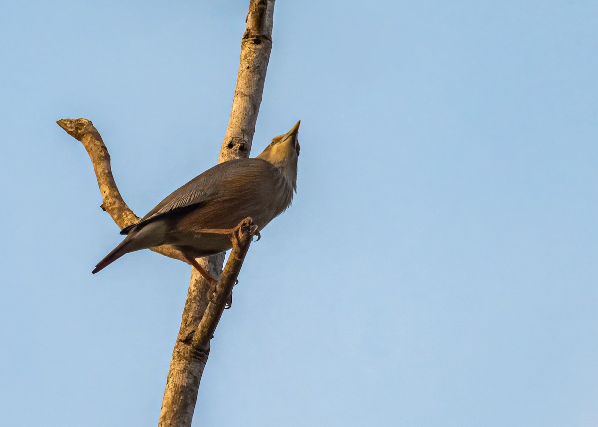 Chestnut-tailed Starling - ML646722403