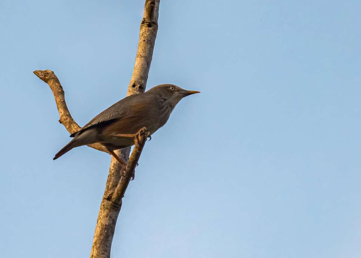 Chestnut-tailed Starling - ML646722404