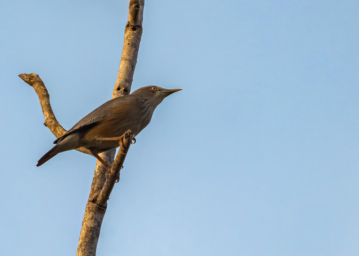Chestnut-tailed Starling - ML646722405