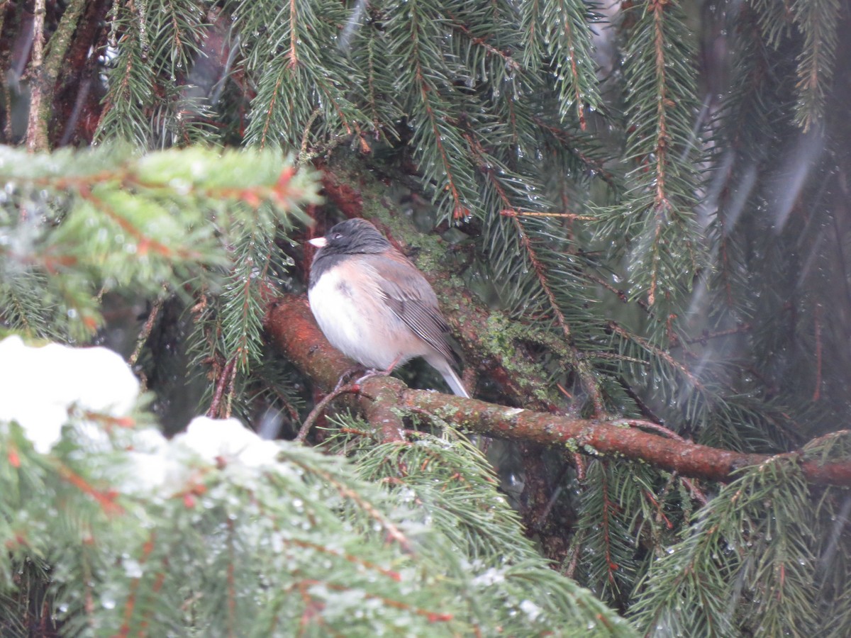 vinterjunko (oreganus gr.) - ML646722407