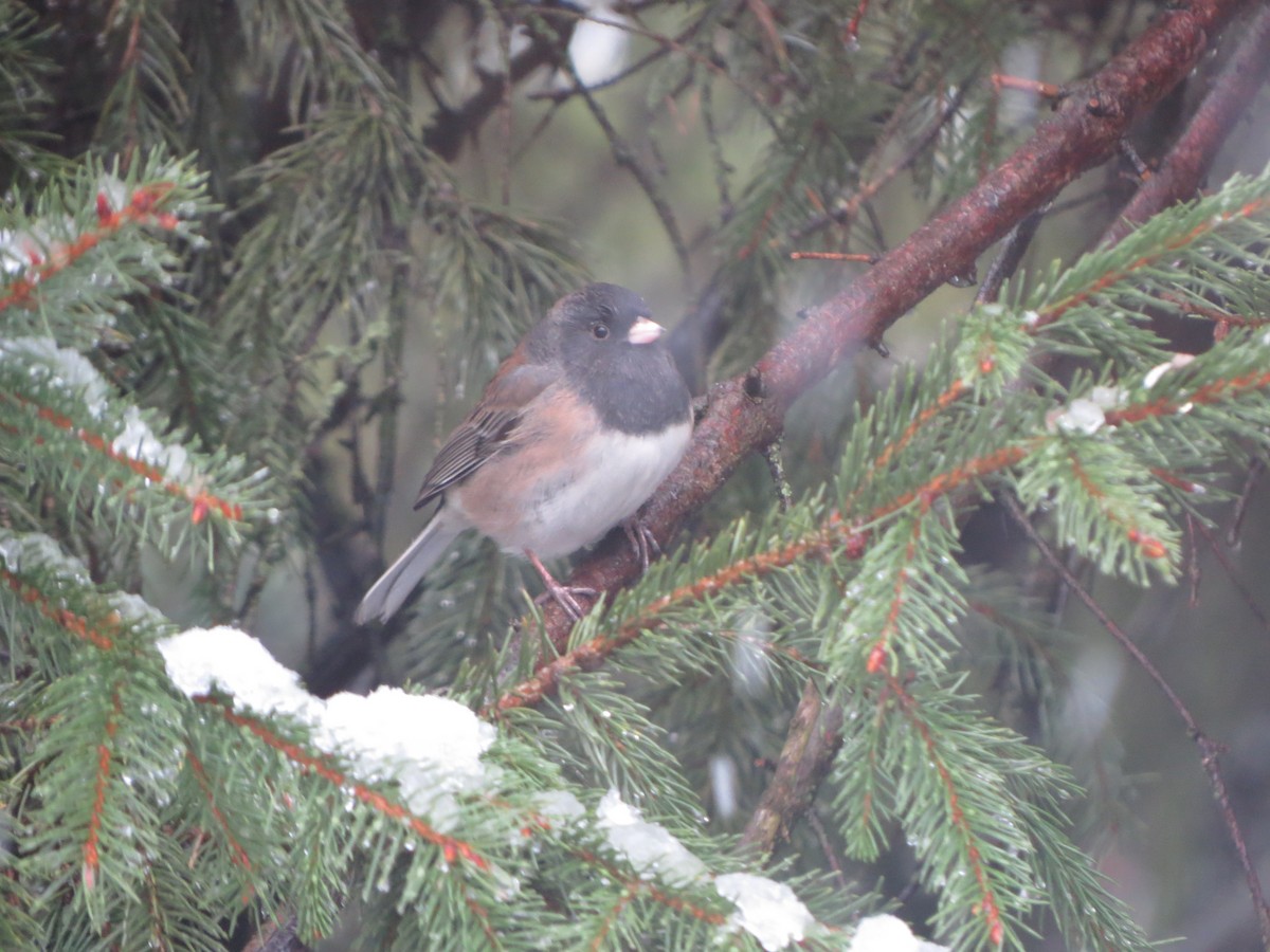 vinterjunko (oreganus gr.) - ML646722408