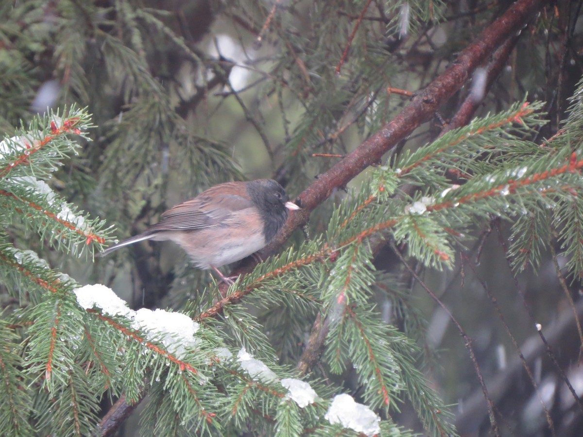 vinterjunko (oreganus gr.) - ML646722409