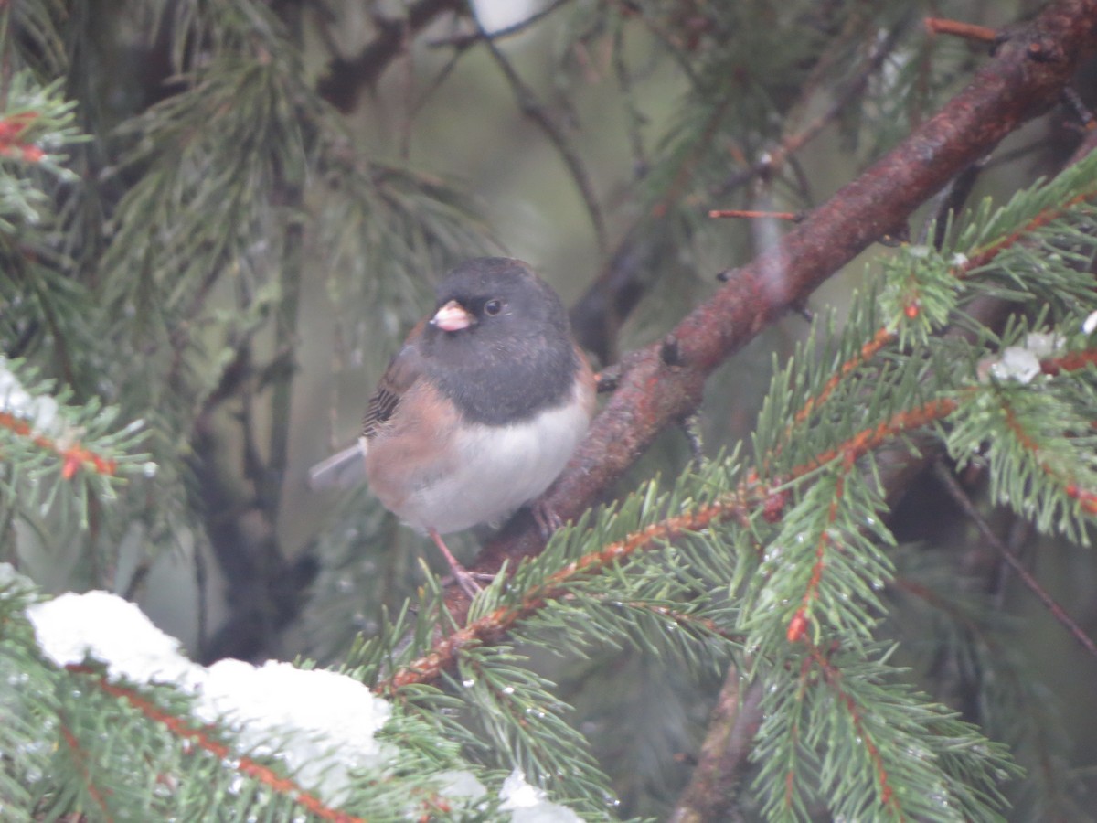 vinterjunko (oreganus gr.) - ML646722410