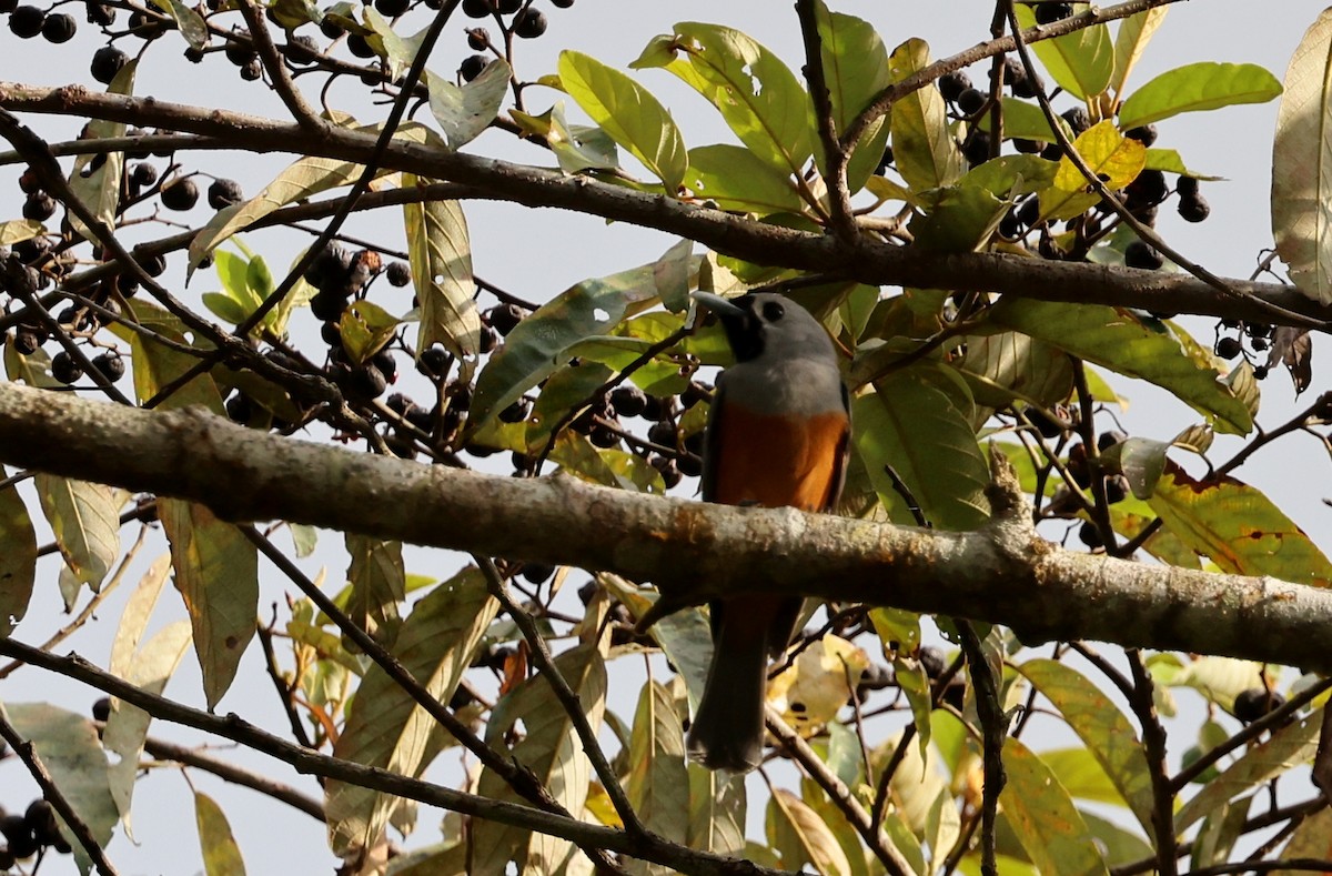 Black-faced Monarch - ML646722411