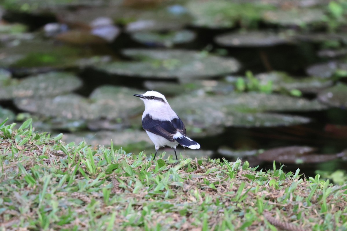 Masked Water-Tyrant - ML646722414