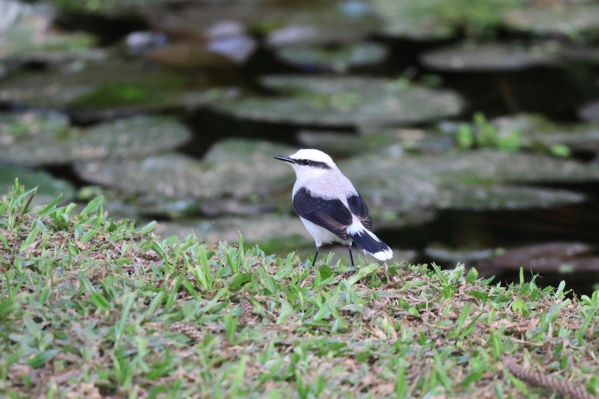 Masked Water-Tyrant - ML646722415