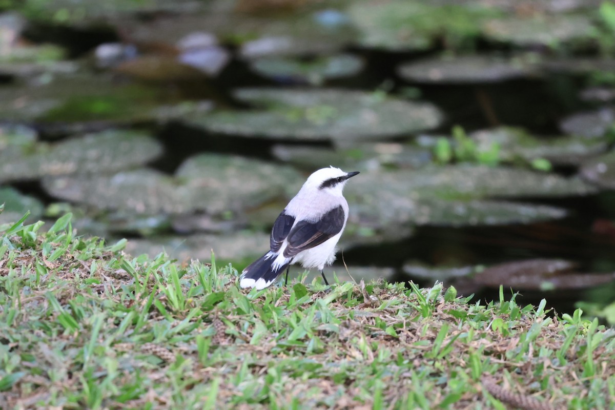 Masked Water-Tyrant - ML646722416