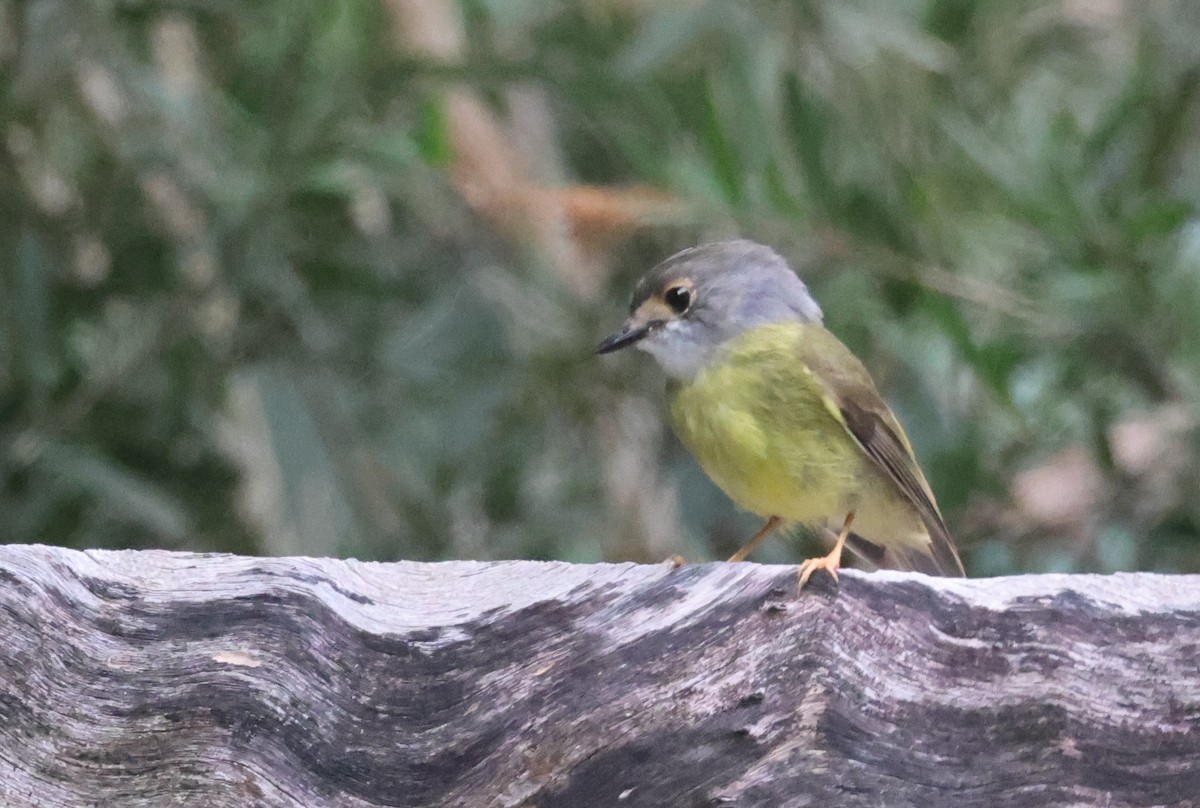 Pale-yellow Robin - ML646722417