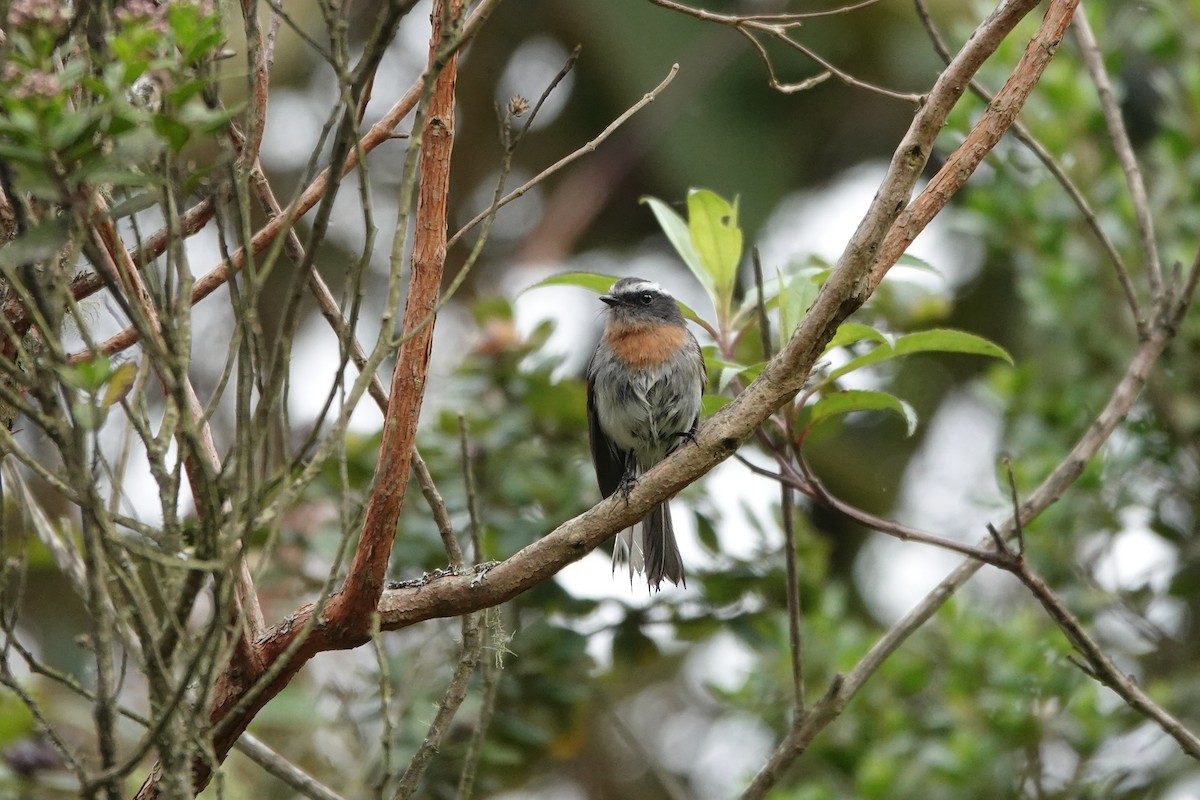 Rufous-breasted Chat-Tyrant - ML646722418