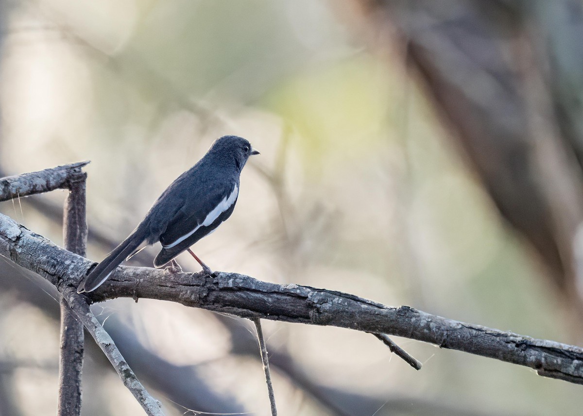 Oriental Magpie-Robin - ML646722419