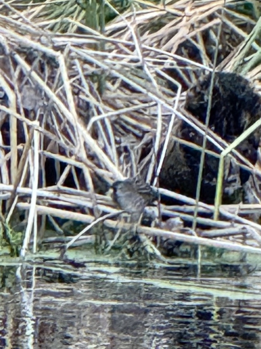 Polluela Sora - ML646722421