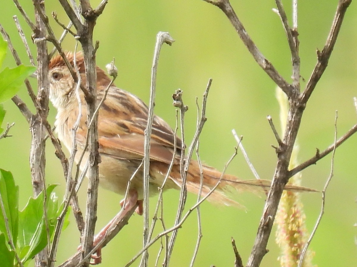 Tawny Grassbird - ML646722432
