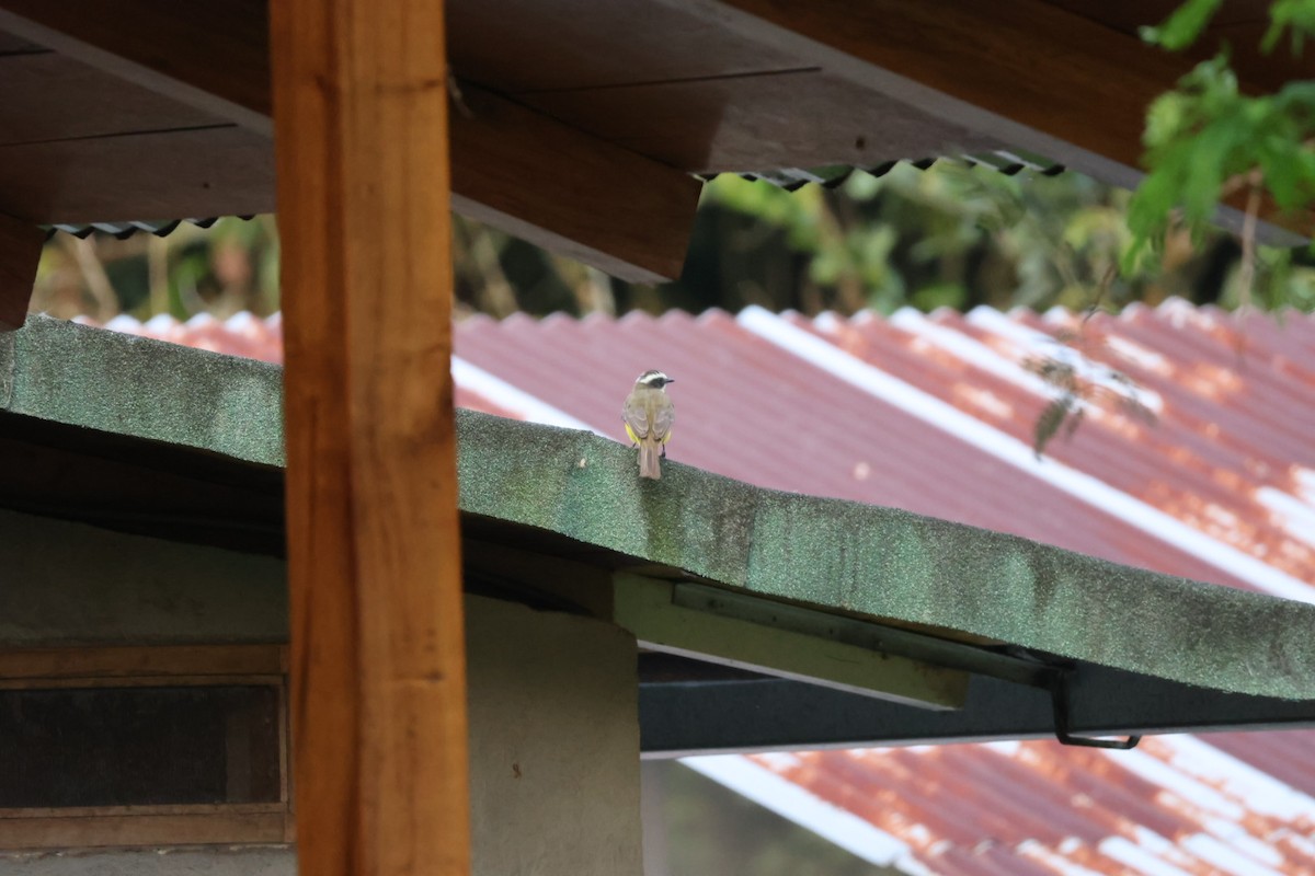 Rusty-margined Flycatcher - ML646722433