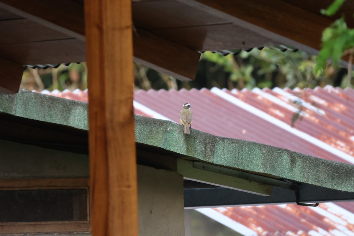 Rusty-margined Flycatcher - ML646722434