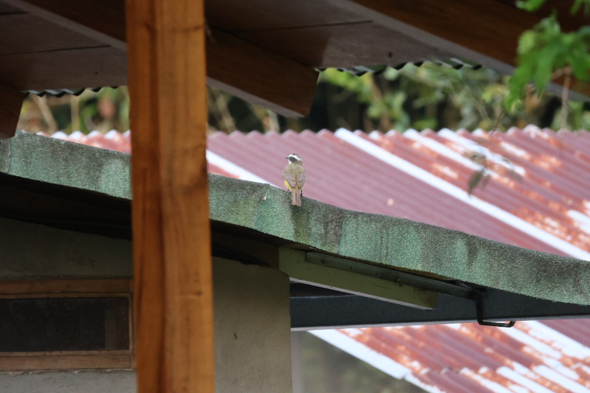Rusty-margined Flycatcher - ML646722435