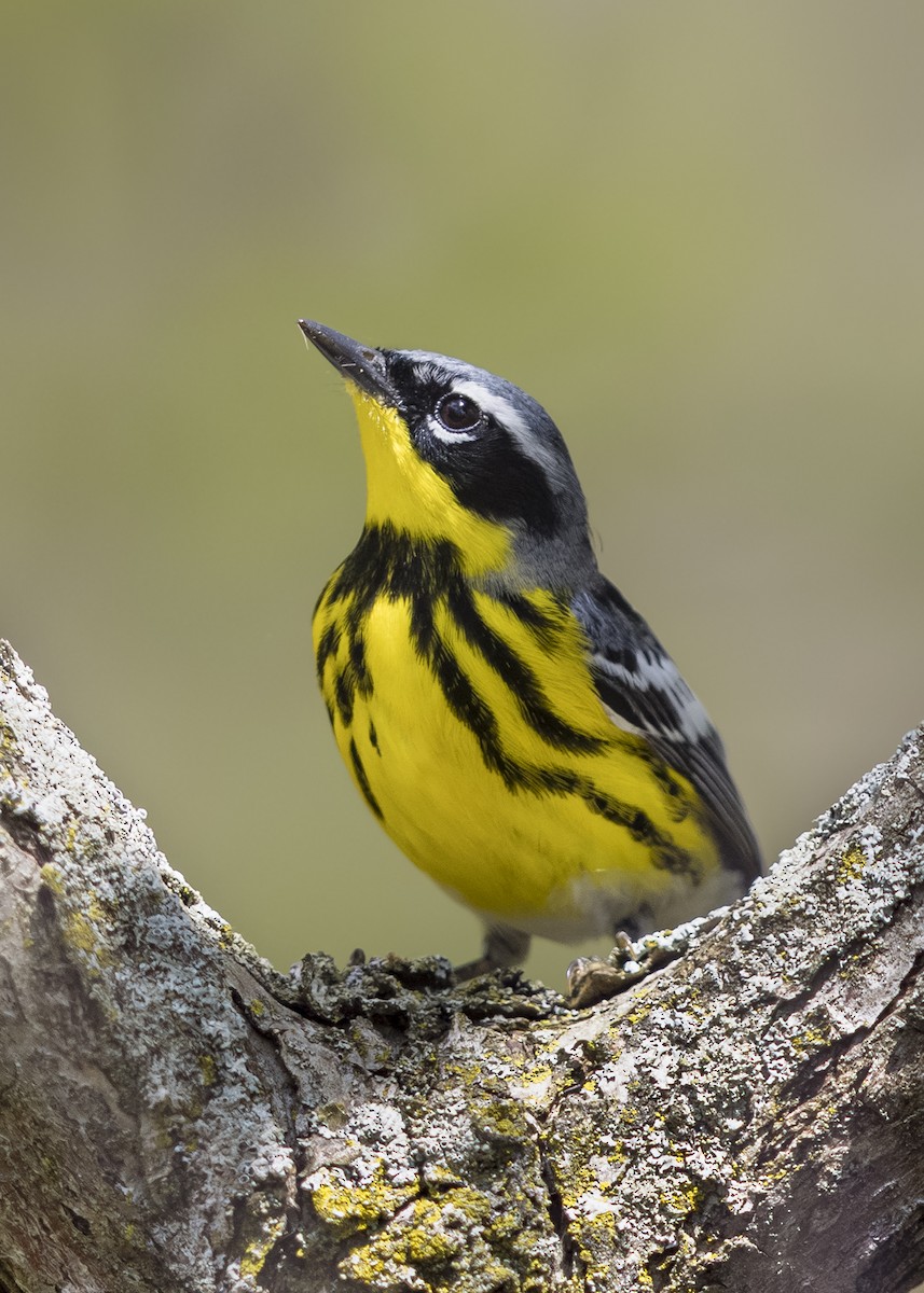 Magnolia Warbler - ML646722436