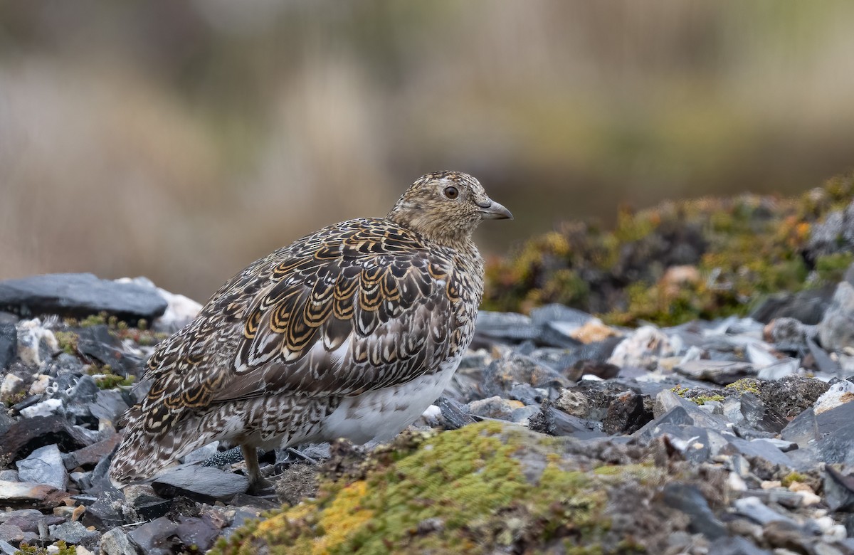 White-bellied Seedsnipe - ML646722439