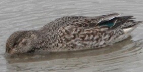Green-winged Teal - ML646722442