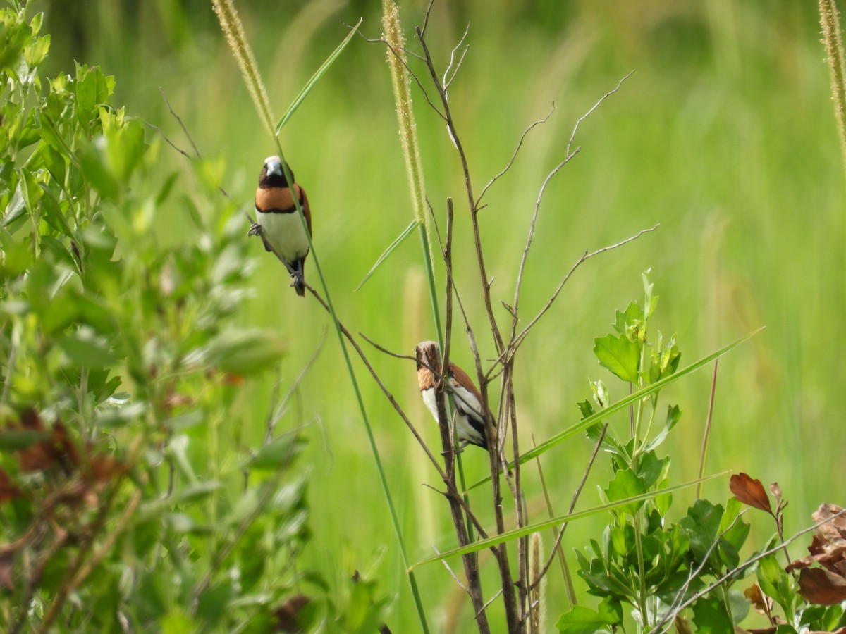 Chestnut-breasted Munia - ML646722443