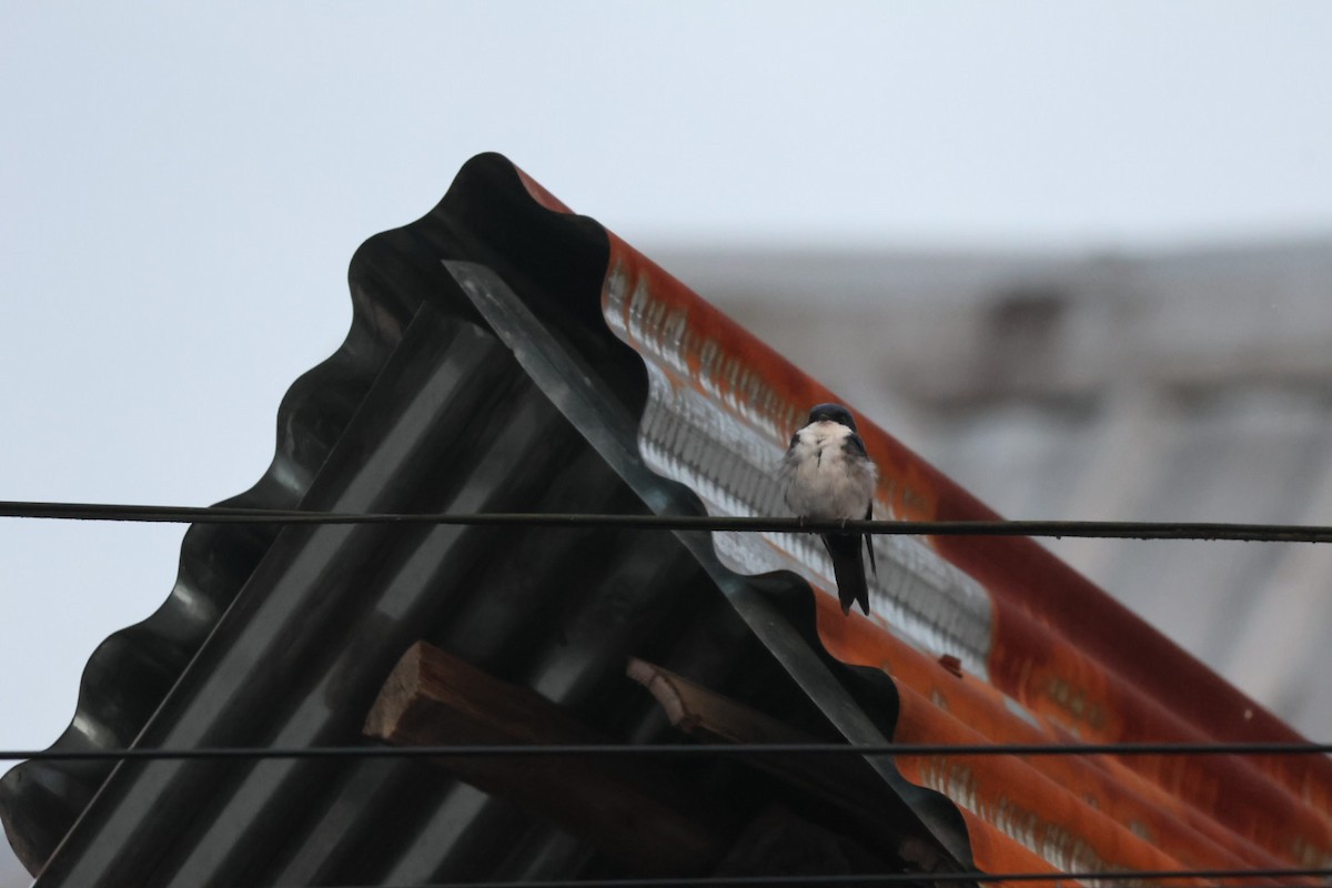 Blue-and-white Swallow - ML646722445