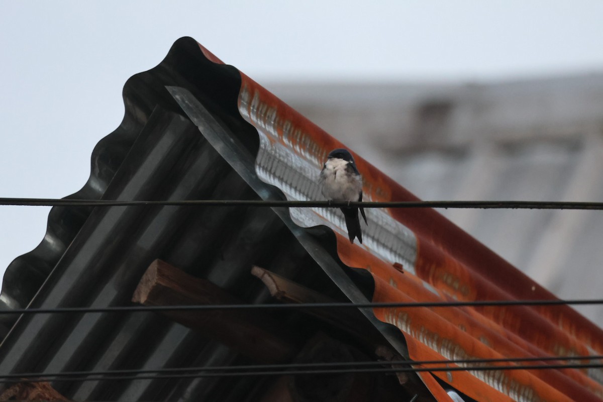 Blue-and-white Swallow - ML646722446