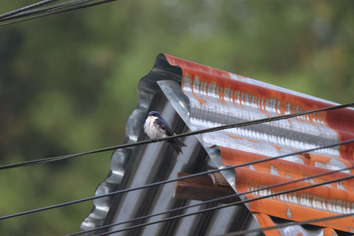 Blue-and-white Swallow - ML646722447