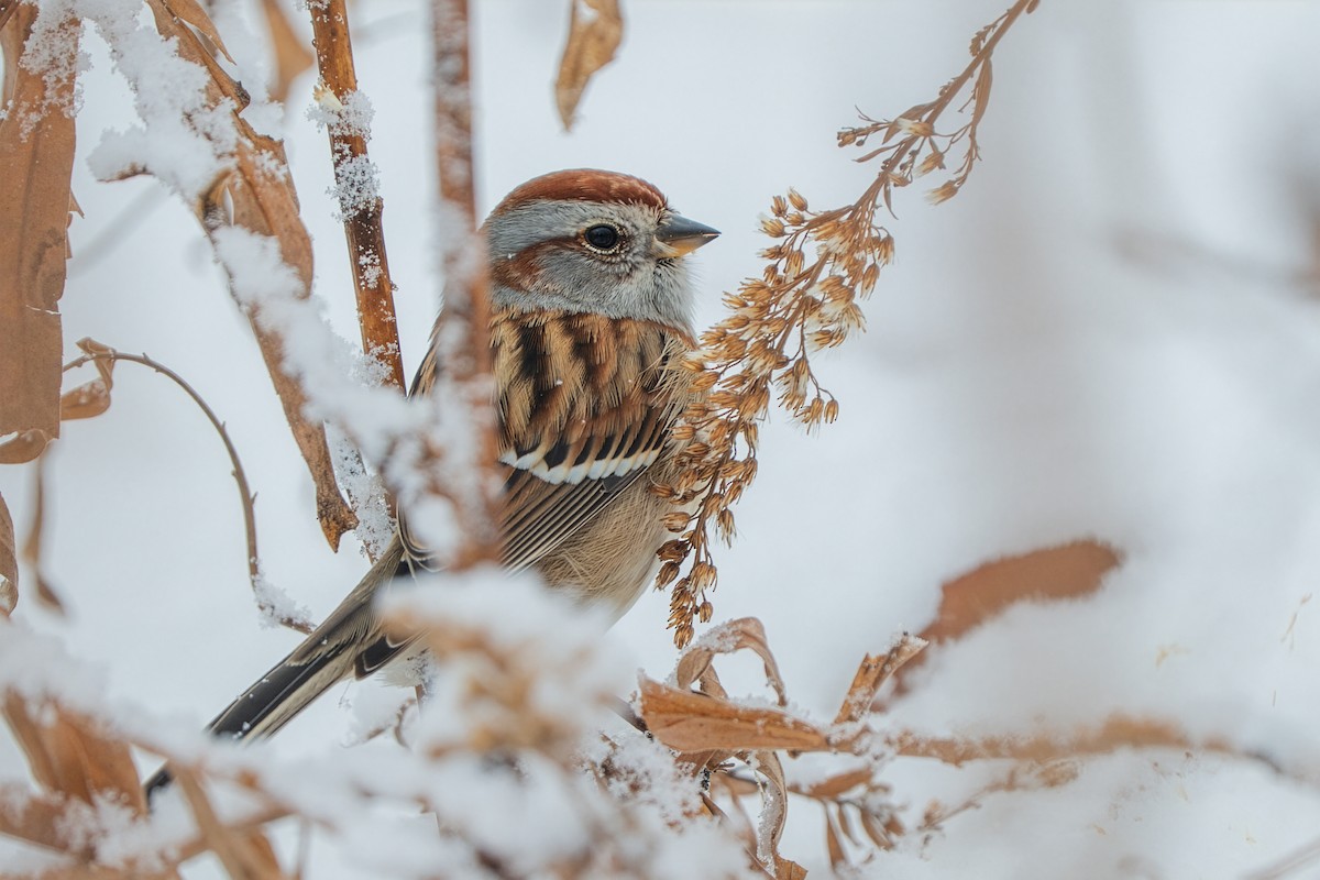 Воробьиная овсянка - ML646722448
