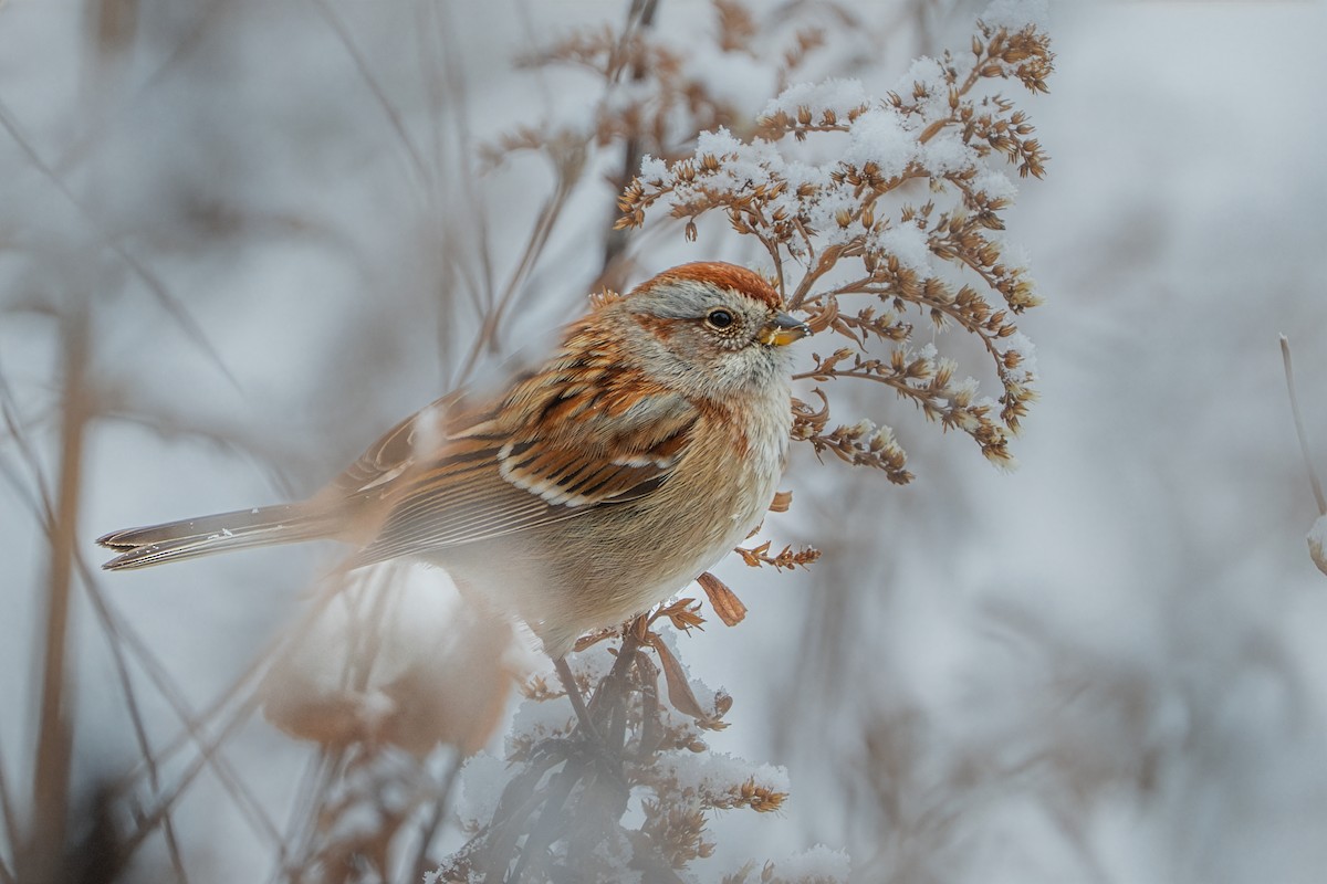 Воробьиная овсянка - ML646722450