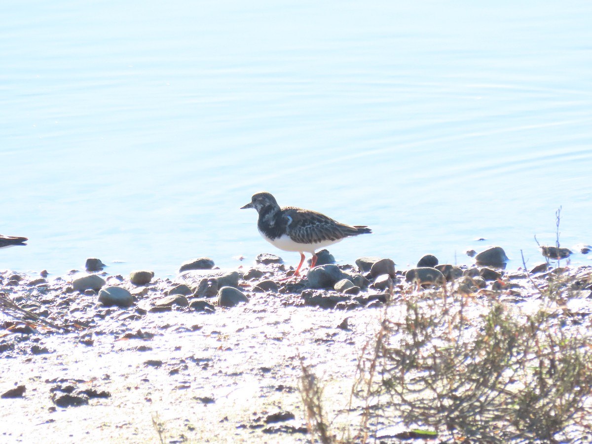 Ruddy Turnstone - ML646722454