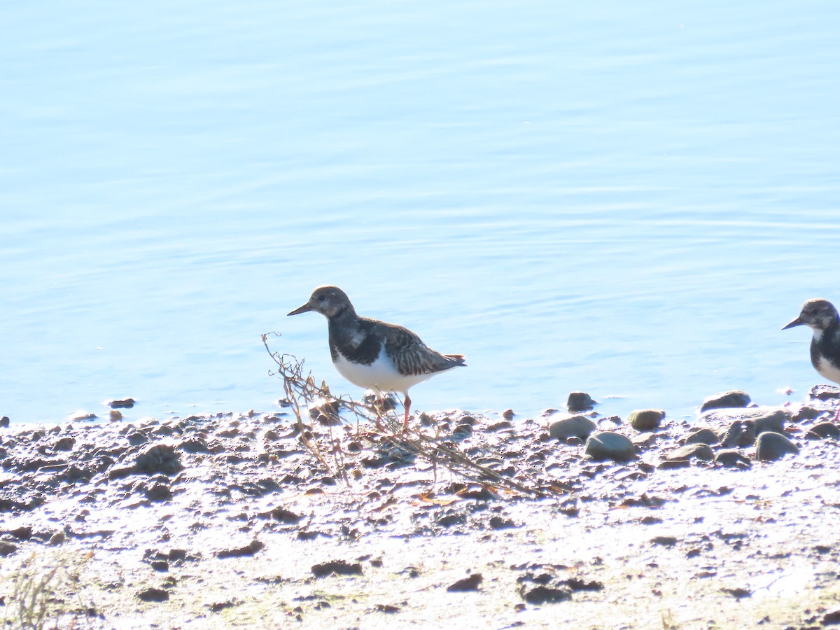 Ruddy Turnstone - ML646722455
