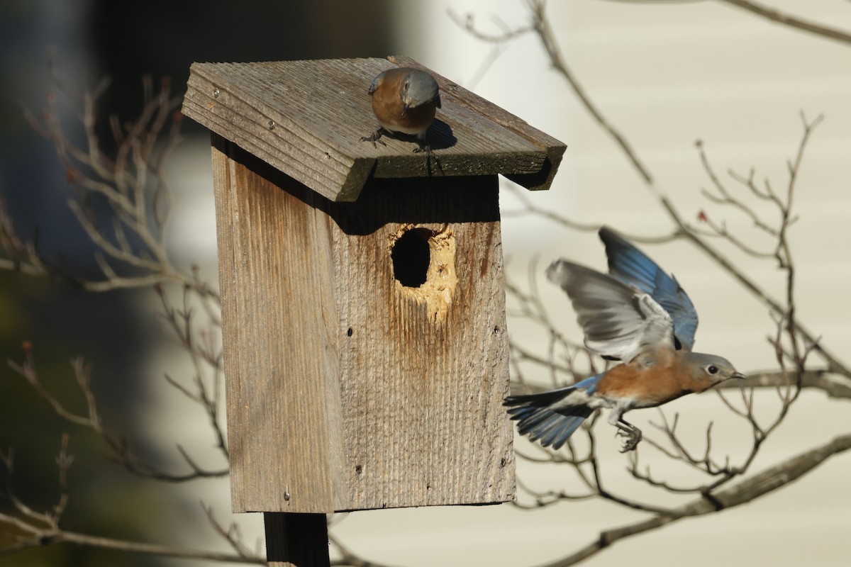 Rotkehl-Hüttensänger - ML646722457