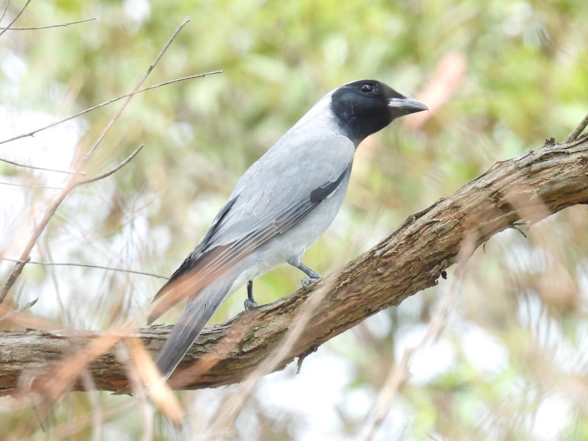 Black-faced Cuckooshrike - ML646722459