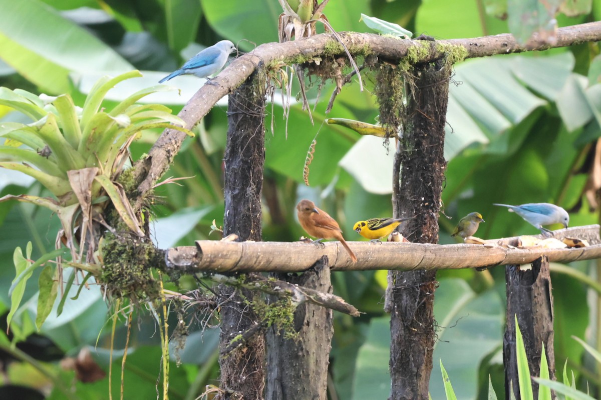 Orange-bellied Euphonia - ML646722460