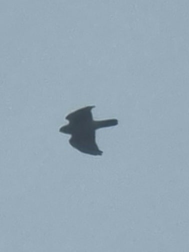 Aerospiza/Tachyspiza/Accipiter/Astur sp. - ML646722461