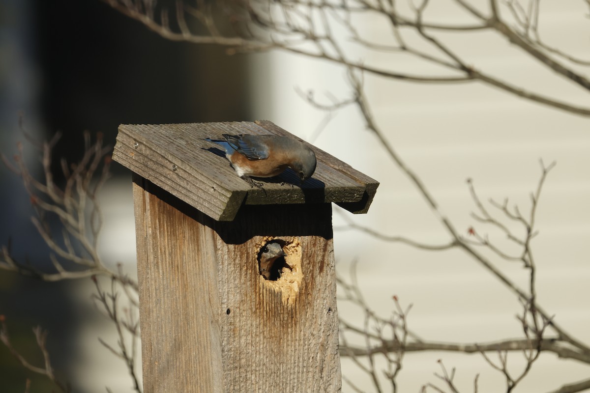 Rotkehl-Hüttensänger - ML646722462