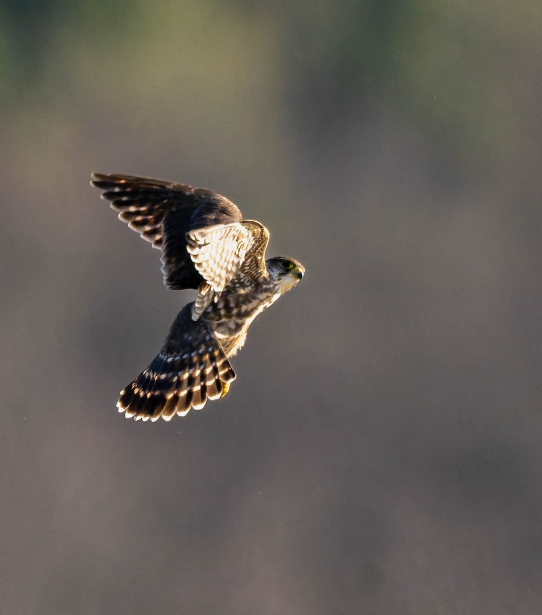 Дербник - ML646722466