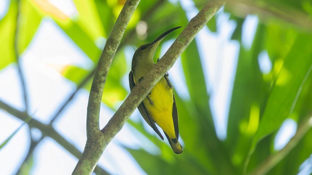 Thick-billed Spiderhunter - ML646722467