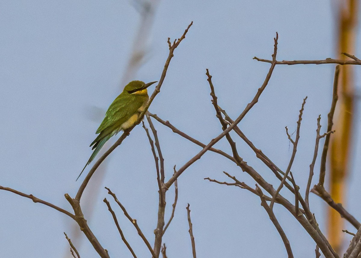 Blue-tailed Bee-eater - ML646722468