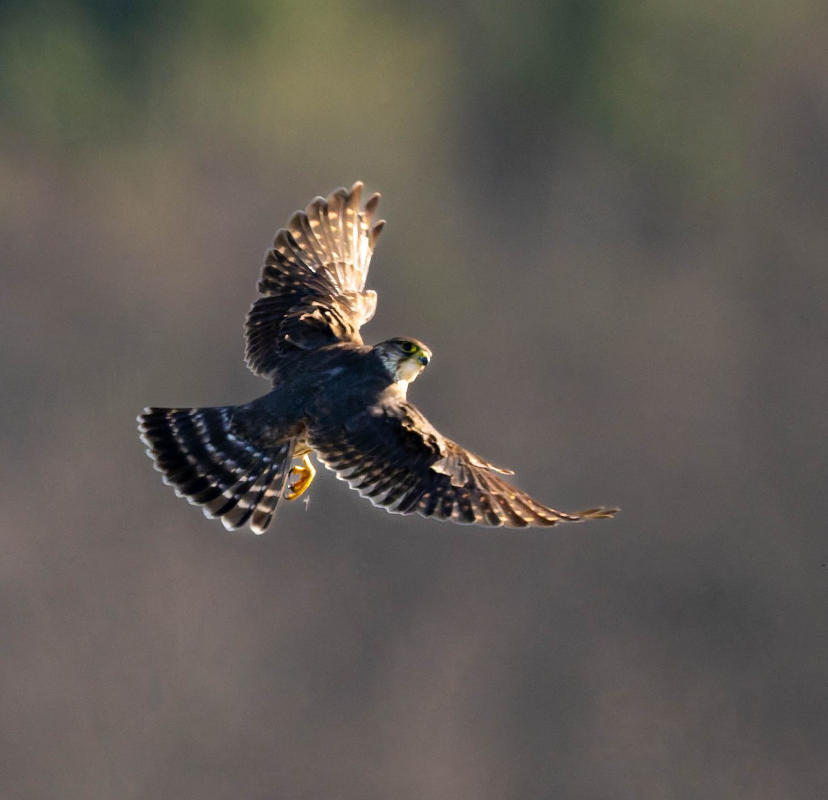 Дербник - ML646722470