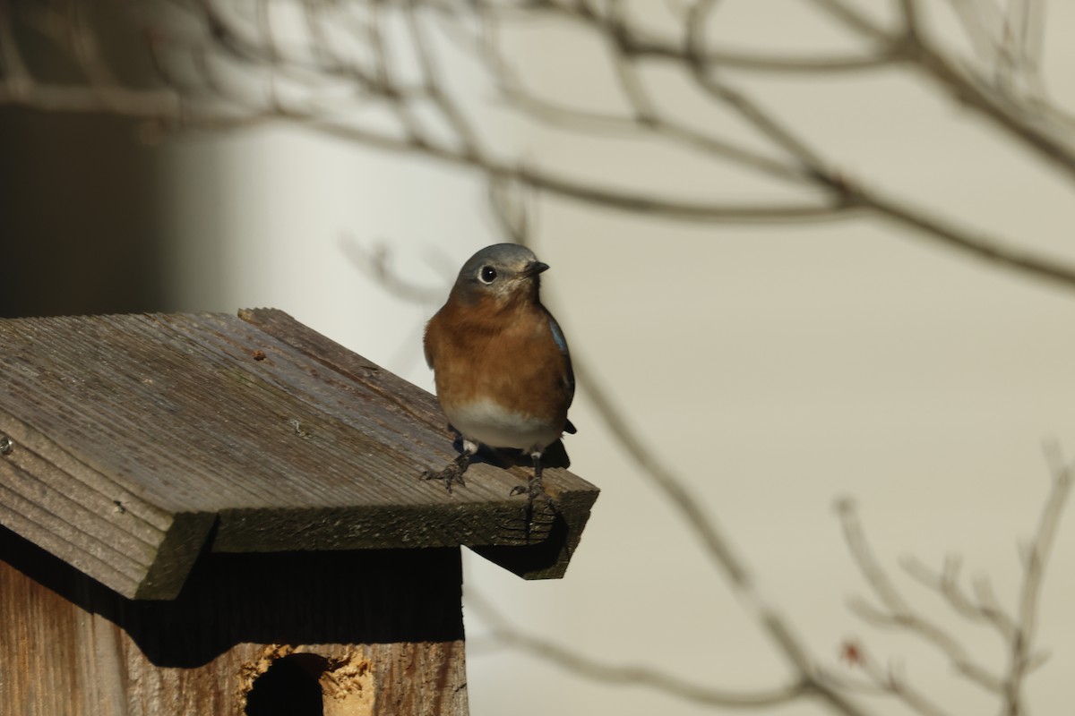 Rotkehl-Hüttensänger - ML646722472